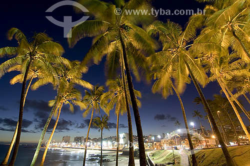  Palmtrees at Barra beach - Salvador city - Bahia state - Brazil 