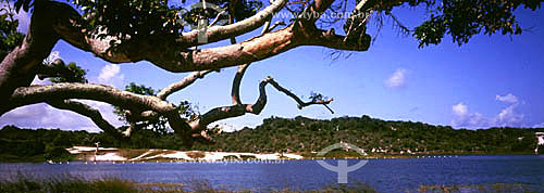  A tree at Lagoa de Abaeté (Abaete Lagoon), a black freshwater lagoon - Salvador city - Bahia state - Brazil 