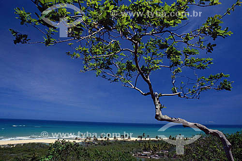  Tree with beach in the background - Porto Seguro Porto Seguro* - Bahia state - Brazil  * The Costa do Descobrimento (Discovery Coast site, Atlantic Forest Reserve) is a UNESCO World Heritage Site since 12-01-1999 and includes 23 areas of environment 