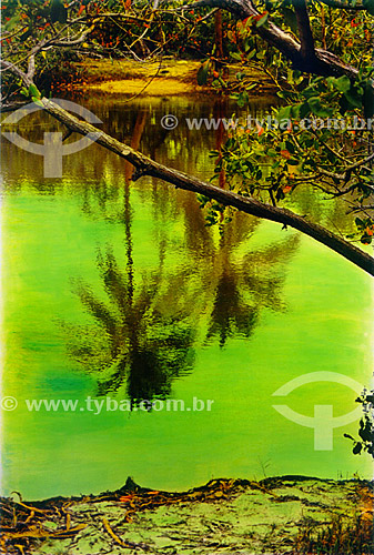  Landscape - Reflex of coconut trees on green water - Mata de Sao Joao - 