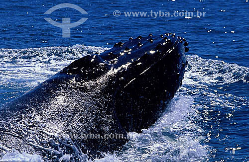  Jubarte Wahle (Brazilian Humpback Whale) - Abrolhos Bank* - 