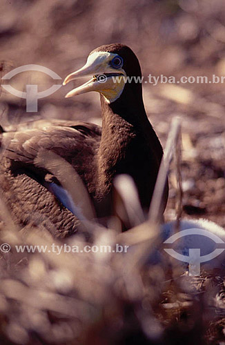  Masked Booby - Abrolhos Bank* - 