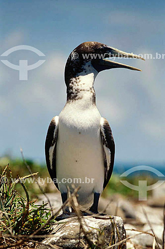  Masked Booby - Abrolhos Bank* - 