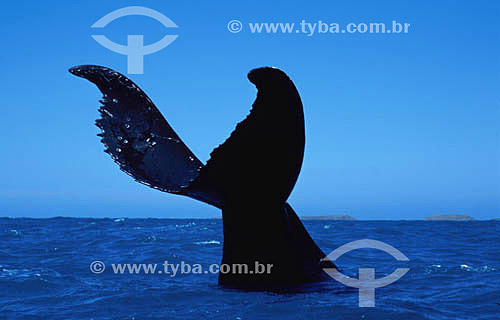 Tail of Jubarte Wahle (Brazilian Humpback Whale) - Abrolhos Bank* - 