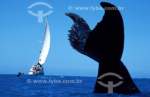  Tail of Jubarte Wahle (Brazilian Humpback Whale) with sailing boat in the background - Abrolhos Bank* - 