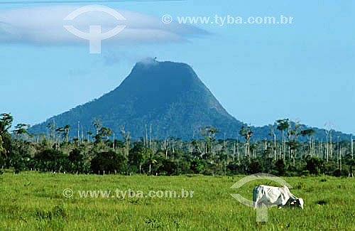  Pascoal Mountain with cow grazing on in the foreground - Pascoal Mount National Park* - south of Bahia state - Brazil  * The Costa do Descobrimento (Discovery Coast site, Atlantic Forest Reserve) is a UNESCO World Heritage Site since 12-01-1999, wit 