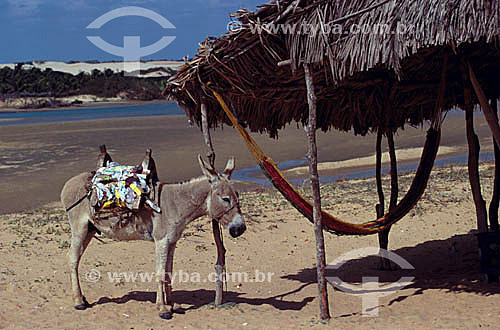  A donkey on Jericoacoara - Ceara state - Brazil 