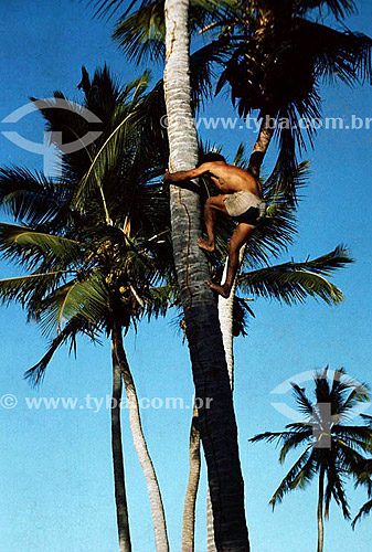  Man climbing on the coconut tree - Fortaleza city - Ceara state - Brazil 