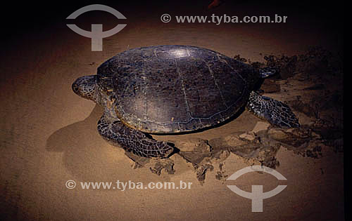  Sea turtle - Fernando de Noronha Island* - Pernambuco state - Brazil  * The archipelago Fernando de Noronha is a UNESCO World Heritage Site since 12-16-2001. 