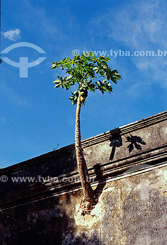  Papaya tree crossing wall - Fernando de Noronha Island* - Pernambuco state - Brazil  * The archipelago Fernando de Noronha is a UNESCO World Heritage Site since 12-16-2001. 