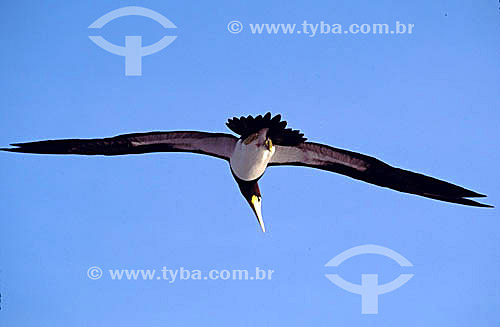  Atoba - bird - Fernando de Noronha Island* - Pernambuco state - Brazil  * The archipelago Fernando de Noronha is a UNESCO World Heritage Site since 12-16-2001. 