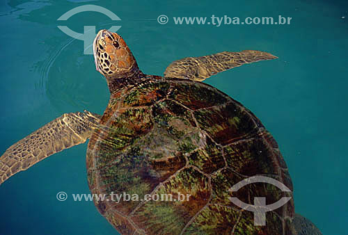  Turtle - Fernando de Noronha Island* - Pernambuco state - Brazil  * The archipelago Fernando de Noronha is a UNESCO World Heritage Site since 12-16-2001. 