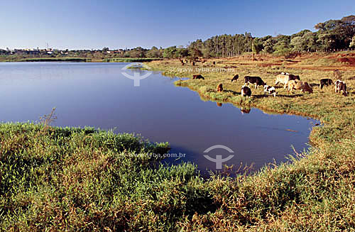  Cows and oxs grazing next to Rodoviaria Lake - Dourados city - Matogrosso do Sul state - Brazil 