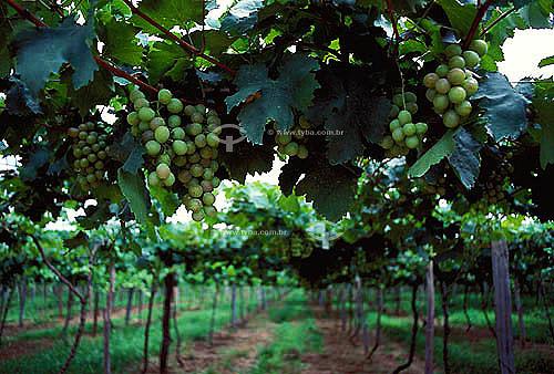  Grape plantation in the Sao Francisco Valley - Pirapora city - Minas Gerais State - Brazil 