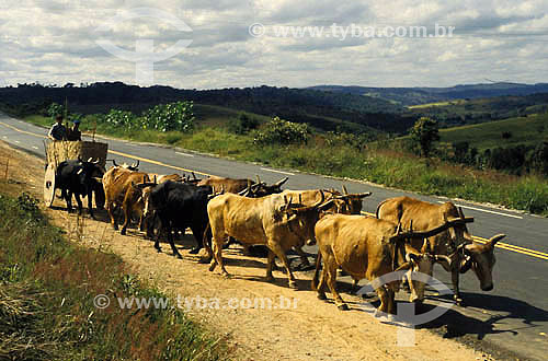  Men in a ox cart on the road - Minas Gerais state - Brazil 