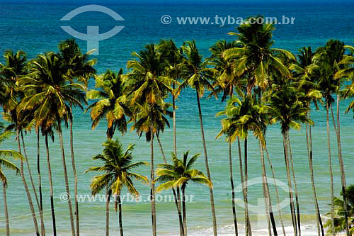  Coqueirinho beach - Jacuma region - Paraiba state - Brazil 