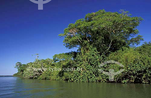  Capivara Island - Ilha Grande National Park (Big Island National Park) - Parana state - Brazil - April 2004 