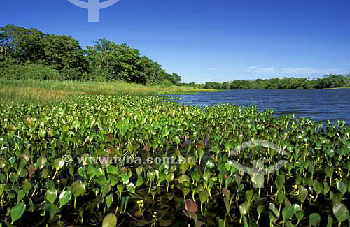  Saraiva Lagoon - Ilha Grande National Park (Big Island National Park) - Parana state - Brazil - April 2004 