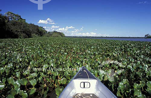  (Eichhornia crassipes) Water hyacinth - Ilha Grande National Park (Big island Natinal Park) - Parana state - Brazil - April 2004  