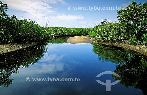  Mangroove at Superagui Island - Parana state - Brazil 
