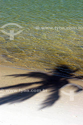  Coconut tree shadow on the beach - Muro Alto city - Pernambuco state coast - Brazil 