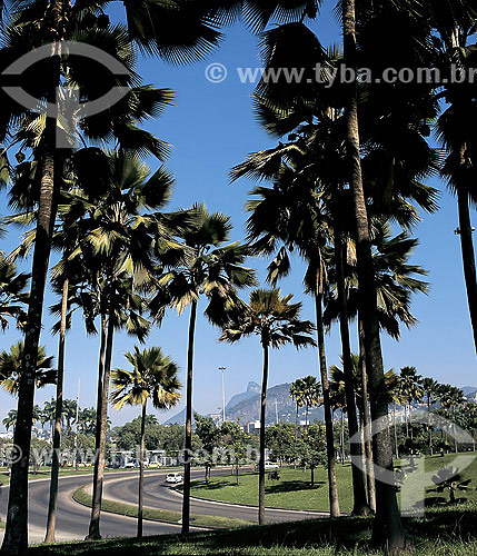  Palmtrees at Aterro do Flamengo - Rio de Janeiro city - Rio de Janeiro state - Brazil 