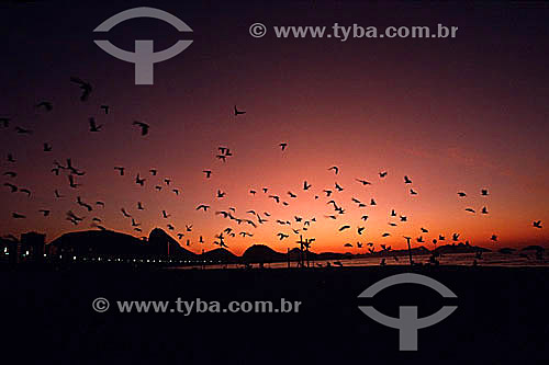  Silhouette of a flock of birds flying over Copacabana Beach at daybreak with Sugar Loaf Mountain in the background - Rio de Janeiro city - Rio de Janeiro state - Brazil 