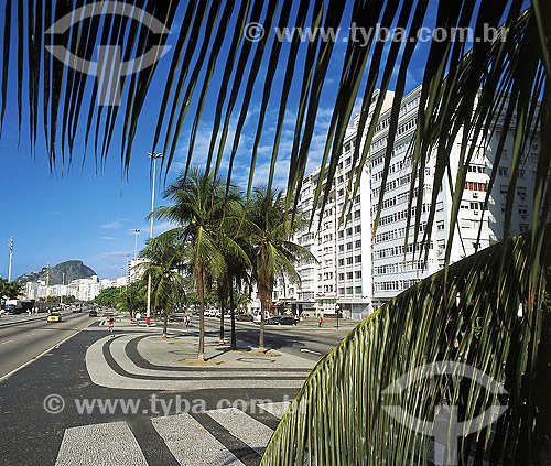  Palmtrees at Atlantic Avenue - Copacabana Avenue - Rio de Janeiro city - Rio de Janeiro state - Brazil 