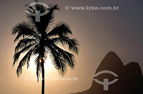  Silhouette of a palm tree at sunset on Ipanema neighborhood with the peak of Morro Dois Irmaos (Two Brothers Mountain)* in the background - Rio de Janeiro city - Rio de Janeiro state - Brazil  * The Two Brothers Mountain is a National Historic Site  