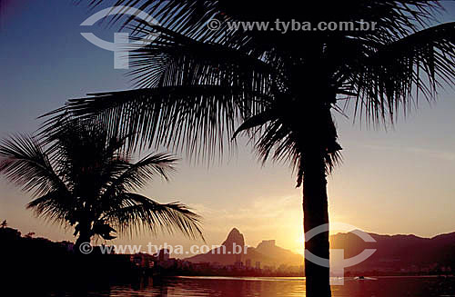  Morro Dois Irmaos (Two Brothers Mountain) and Rock of Gavea (1) view from Lagoa Rodrigo de Freitas (Rodrigo de Freitas Lagoon) (2) during the sunset - Coconut tree - Rio de Janeiro city - Rio de Janeiro state - Brazil  (1) The Rock of Gavea and the  