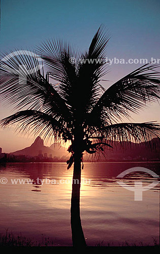  Morro Dois Irmaos (Two Brothers Mountain) and Rock of Gavea (1) view from Lagoa Rodrigo de Freitas (Rodrigo de Freitas Lagoon) (2) during the sunset - Coconut tree - Rio de Janeiro city - Rio de Janeiro state - Brazil  (1) The Rock of Gavea and the  