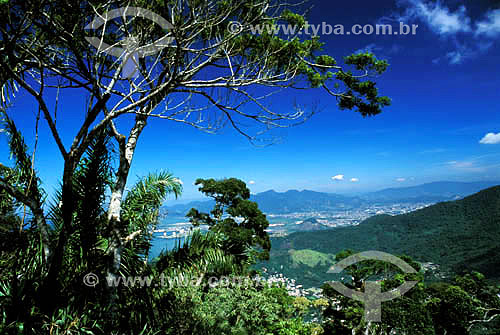  Aerial view with tree in foreground of the Barra da Tijuca Beach as seen from the Rock of Gavea - Rio de Janeiro city - Rio de Janeiro State - Brazil  