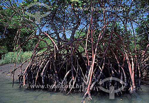  The exposed roots of mangrove trees in the Restinga da Marambaia (Marambaia Coastal Plain), a place rich in ecological diversity, and an important field site for enviromental researchers - Barra de Guaratiba - Rio de Janeiro city - Rio de Janeiro st 