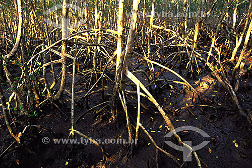  Mangrove swamp - Guaratiba Ecological Reserve - Rio de Janeiro state - Brazil 