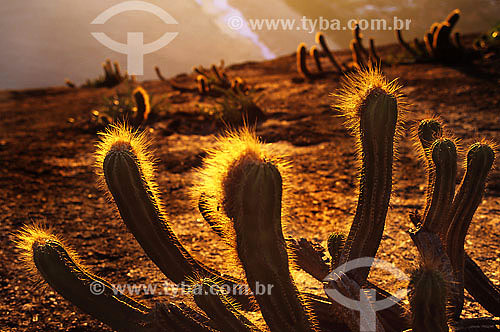  Cactus in Itacoatiara region - Niteroi city - Rio de Janeiro state - Brazil 