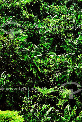  Hearts of Palm forest in Mantiqueira Ecological Reserve - Serrinha do Alambari - Resende city - Rio de Janeiro state - Brazil 