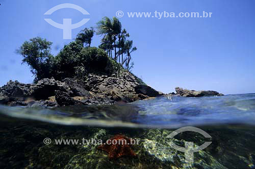 Starfish in the foreground with wooded Island in the backround - 