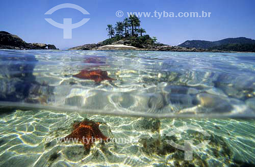  Starfish in the foreground with wooded Island in the backround - 