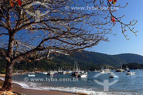  Boats anchored at the sea of Abraao Village with a tree in the foreground - 