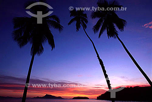  Silhouette of three palm trees at sunset on Praia Grande de Palmas (Palmas Beach) - Ilha Grande (Big Island) - APA dos Tamoios (Tamoios Ecological Reserve) - Costa Verde (Green Coast) - Angra dos Reis city - Rio de Janeiro state - Brazil 