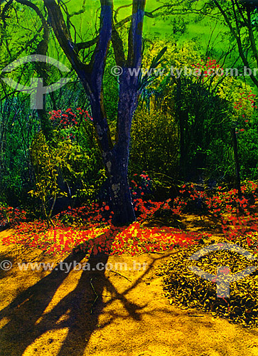  Trees in a flowery forest - Búzios city - Costa do Sol (Sun Coast) - Regiao dos Lagos (Lakes Region) - Rio de Janeiro state - Brazil 