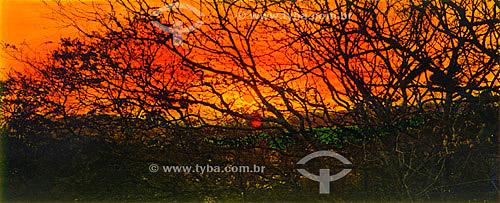  Silhouette of a tree at sunset  