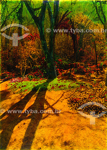  Trees in forest full of flower - Búzios city - Costa do Sol (Sun Coast) - Regiao dos Lagos (Lakes Region) - Rio de Janeiro state - Brazil 