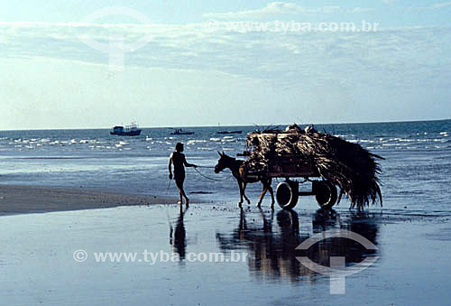  Boy and a donkey cart on the beach - Rio Grande do Norte state - Brazil 
