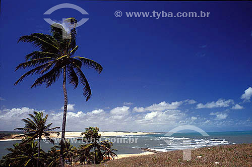  Coconut tree at Timbau do sul beach - Rio Grande do Norte state - Brazil 