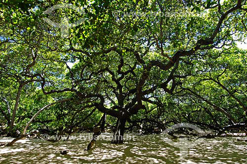  Largest cashew tree on earth - Pirangui do Norte region - Rio Grande do Norte state - Brazil - 05/2006 