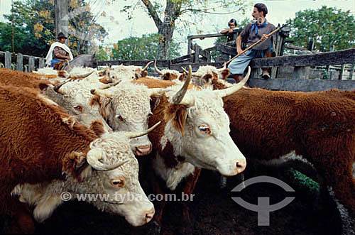  Cattle - Rio Grande do Sul state - Brazil 
