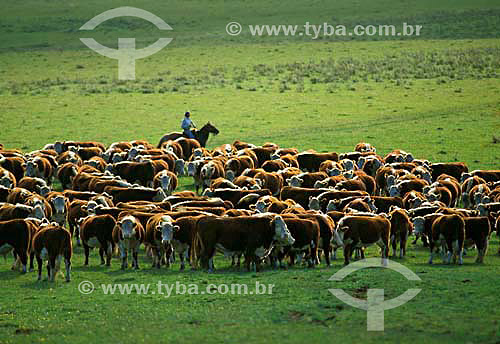  Cattle-raising in Rio Grande do Sul state - Brazil 