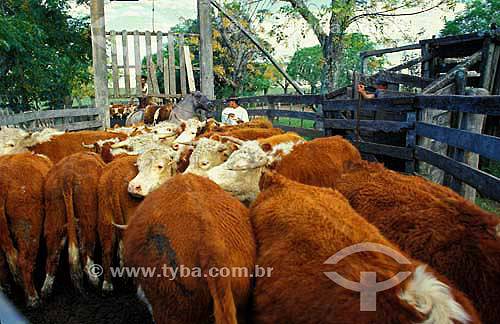  Cattle-raising in Rio Grande do Sul state - Brazil 