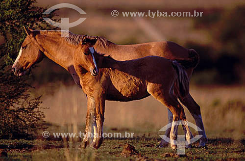  Horses - Rio Grande do Sul state - Brazil 